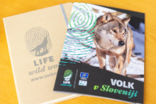 V sezoni 2024/2025 so v Sloveniji našteli od 130 do 140 volkov in 16 volčjih tropov