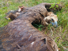 (UZNEMIRUJUĆE FOTOGRAFIJE) UBIO JEDNU OD NAJREĐIH PTICA EVROPE, PA DOBIO USLOVNU! Skandal na Svrljiškim planinama: Otrovao vrstu koja je skoro iščezla iz Srbije