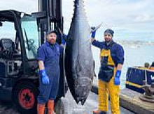 Monster 9ft-long and 621lb bluefin tuna is caught by fishermen in British waters