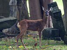Scots urban deer to be culled - and the venison will go to foodbanks