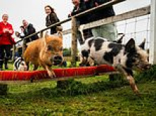 Ready, set, sow! Miniature pigs named Light Pig McQueen, Post Maloin and Amy Swinehouse race at Devon farm
