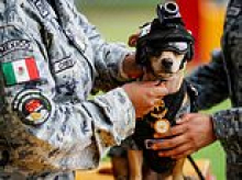Meet the Mexican military's newest recruit - Comando the Chihuahua
