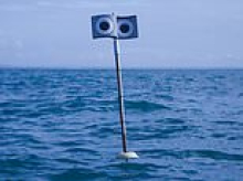 Beware the giant googly eyes! Scientists deploy 'floating scarecrows' off the coast of Cornwall to deter seagulls