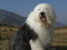 Britain's most iconic dogs are disappearing: Owners swap Old English Sheepdogs, Collies and Bloodhounds for fashionable designer crossbreeds
