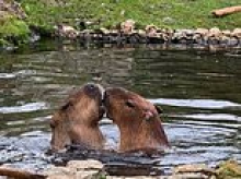 Capy ever after? New capybara named Rupert arrives at UK zoo... in search of love