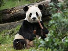 A cuddly secret weapon: Americans to go ga-ga for Ping Ping the panda - as China ruthlessly exploits our obsession for its own ends