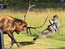 Oh deer! Shocking moment huge bull elk aggressively headbutts man with his antlers sending him flying in the air