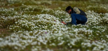 Chile: Blumenmeer in der Atacama-Wüste – El Niño bringt Regen