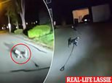 Man's real-life Lassie races to police and barks at them to help after owner fell at home