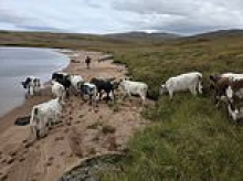 Revealed, the secret to saving our rainforests...a herd of Irish cows