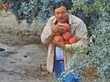 Shameless thief filmed stealing so many pomegranates from California farm he could barely hold them