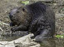 One of America's most unique cities is being drowned by BEAVERS... as critters are set to ruin nearly 200 years of history
