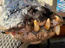 Gigantic 844-pound alligator dubbed 'Snaggletooth' captured in South Carolina