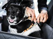 Ruff ride? Why dogs should buckle up as death rate for fluffy friends in car accidents is high, research finds