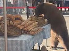 Stunned locals in Aspen gawk at massive bear wandering around farmers' market as it pillages bread shop