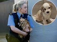 REVEALED: The shocking loophole that allows the country's biggest puppy farmer owners to pose as small breeders... for big profits