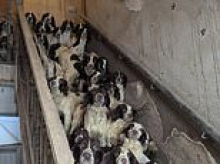 How all but one of 80 springer spaniels found starving and living in filthy conditions have been rehomed and given the happy life they deserved - as children's social worker faces jail