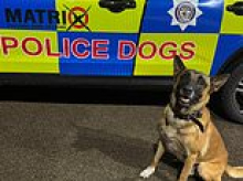 Happy retirement, PD Harley! Police dog hangs up his collar after eight years 'on the frontline catching criminals'