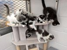 Animal charity is fizzing after finding homes for kittens named Peroni, Miguel, Cruzcampo, Guinness, Madri, Bud, Stella and Moretti who were found dumped in bin bags