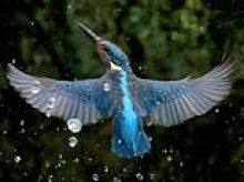 Nice catch! Photographer snaps kingfisher diving for her food