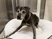 Confused elderly dog seen wandering park on its own after being dumped there by Cadillac driver