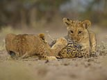 Shell yeah! Lion cubs take on the toughest toy in town
