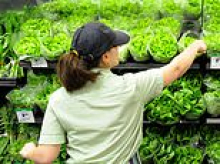 Alarming discovery in supermarkets after toxic pesticides and forever chemicals found in Aussie fruit and vegetables