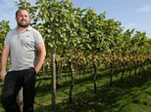 Thieves steal 500kg of grapes from award-winning British vineyard as rows of plants are 'completely stripped bare'