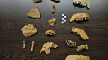 Američki antropolog darovao 16 replika kostiju neandertalaca za budući centar Špilja Vindija
