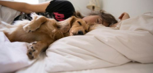 Haustiere: Mit Hunden das Bett zu teilen, macht Schlaf nicht schlechter
