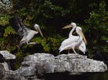 Have you ever seen a young pelican? Now could be your chance after chicks hatched in London's St James's Park for the first time in 360 YEARS