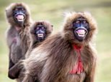 Say cheese! Trio of cheeky monkeys pose for the camera