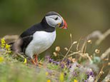 Stick a puffin in your pocket: Bank of England reveals animals to replace Churchill and other historical figures on banknotes... but why has the kingfisher missed out?