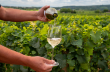 Suša i vrućine desetkovale vino u Francuskoj: Stižu najgore prognoze ovog veka