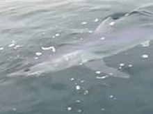Chilling moment shark stalks father and son on their small fishing boat for half an hour