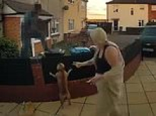Moment terrified delivery driver scrambles over fence to escape customer's small dogs
