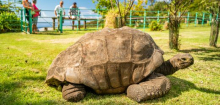 Schildkröte Jonathan: 194 Jahre alt, und genetisch aktiv wie ein junges Tier
