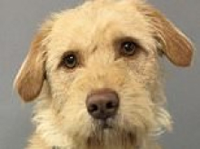 Stray dog who was just days away from being euthanized becomes showbiz favorite who has now starred in 40 theater shows