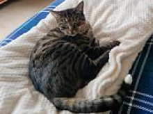 Three arrested after missing eight-year-old cat's tail is posted through owner's letterbox