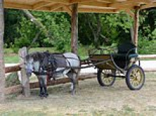 Baby girl dies after being kicked in the head by pony in rural Minnesota