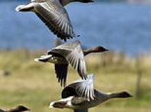 Goosed? Now visiting birds could thwart plans to build AI data centre