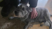 FOTO Pas Thor zapeo je u liftu. Spasili ga vatrogasci: Čula sam ga kako se guši i zapomaže