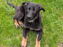 Six pups reporting for duty! Up-and-coming police dogs to start their training