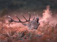 Chilly morning? Incredible photo snaps stag's warm breath as temperatures cooled down in London