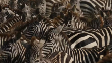 Zebra in pista, aereo diretto a Zanzibar la travolge al decollo: paura per i 30 a bordo