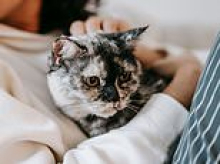 The purr-fect pick-me-up: 94% of cat owners say purring has a positive impact on their wellbeing