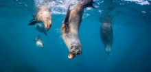 Australien: Hörtest mit Seelöwen und Seebären zu Lärm unter Wasser