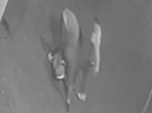 Stabbing rocks western Sydney after brawl erupts and man is left to die on the street as cops probe gang links