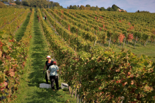 Zaživel največji digitalni zemljevid vinogradov in vinskih kleti na svetu