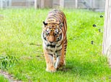 Tiger seriously injures man who jumped into enclosure at Yorkshire zoo in front of stunned parkgoers before animal 'is shot at' by staff